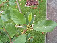 Bourdaine, Frangula alnus (3) (Photo F. Mrugala)